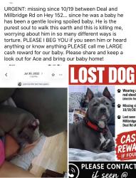 Lost Male Dog last seen Hwy 152 china grove nc, China Grove, NC 28023
