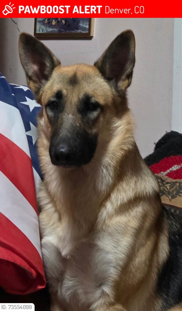 Lost Female Dog last seen Colorado, Denver, CO 80209