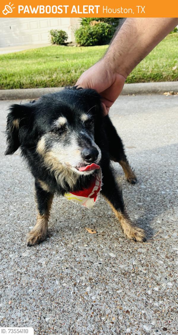 Found/Stray Female Dog last seen Park at Glen At arbor, Houston, TX 77377