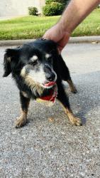 Found/Stray Female Dog last seen Park at Glen At arbor, Houston, TX 77377