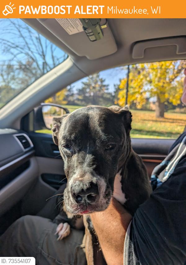 Found/Stray Female Dog last seen West Walnut Street and North Tenth Street, Milwaukee, WI 53205