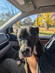 Found/Stray Female Dog last seen West Walnut Street and North Tenth Street, Milwaukee, WI 53205