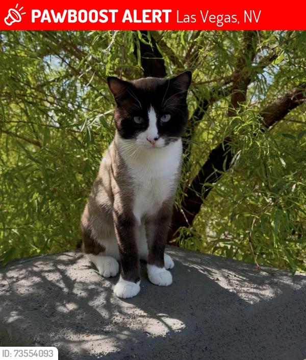 Lost Male Cat last seen Jeffreys Street, Positano apmts, Las Vegas, NV 89183