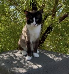 Lost Male Cat last seen Jeffreys Street, Positano apmts, Las Vegas, NV 89183