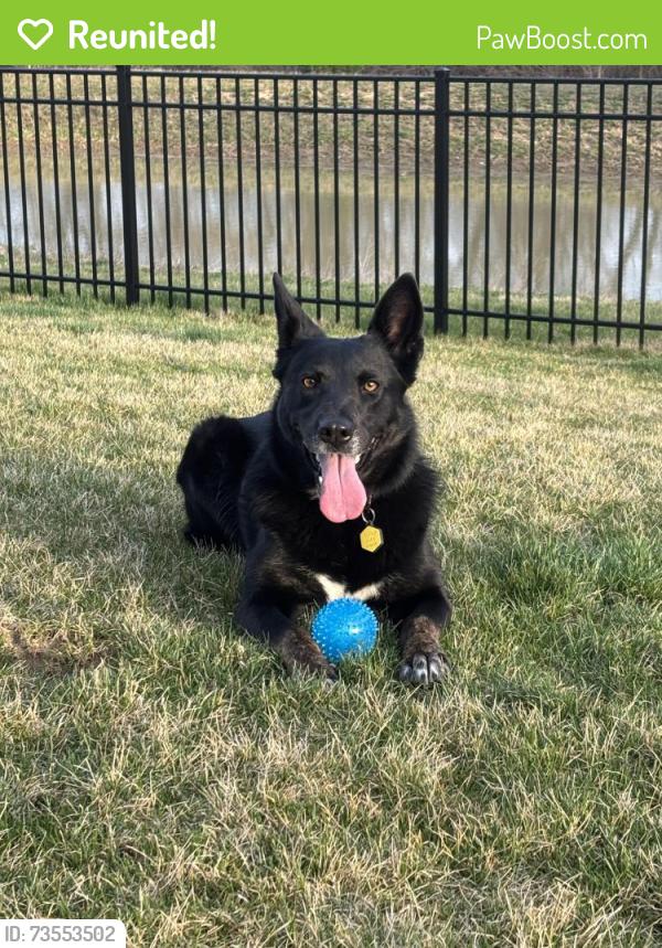 Reunited Female Dog last seen Bemis road woods, Saline, MI 48176