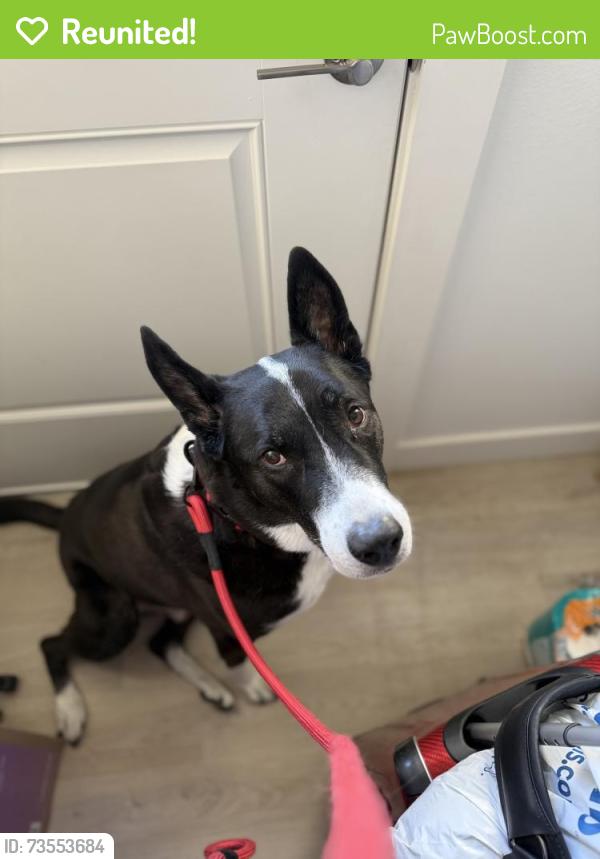 Reunited Male Dog last seen Keene, West Richland, WA 99353
