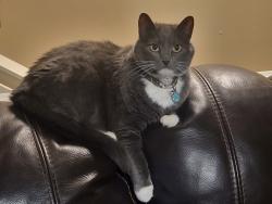 Lost Female Cat last seen Gem, SR 500, Meadow View ests, New Palestine, IN 46163