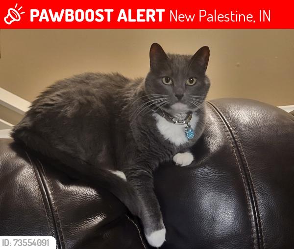 Lost Female Cat last seen Gem, SR 500, Meadow View ests, New Palestine, IN 46163