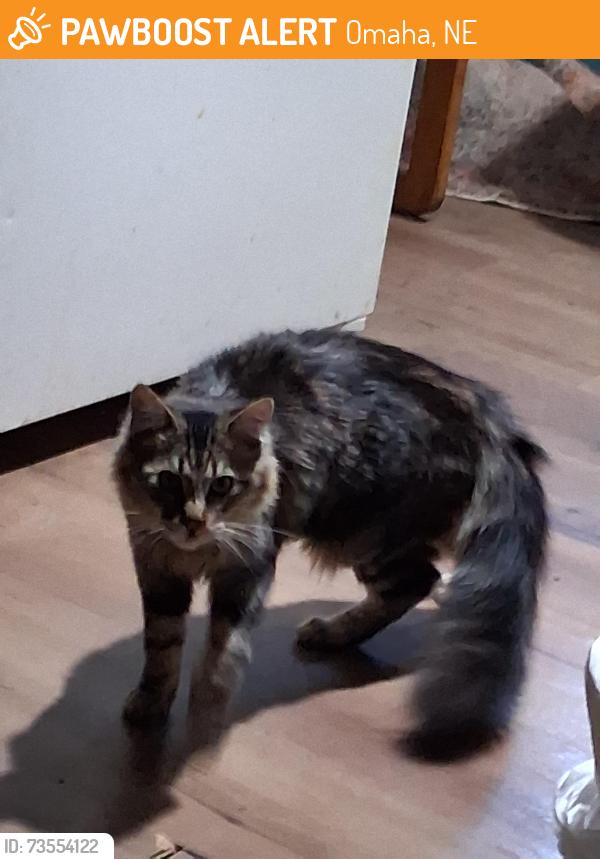 Found/Stray Female Cat last seen 29th and woolworth, Omaha, NE 68105