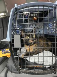 Found/Stray Female Cat last seen South 20th St & W Alvina Ave, Alvina Ave,  94957