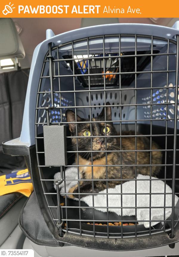 Found/Stray Female Cat last seen South 20th St & W Alvina Ave, Alvina Ave,  94957
