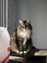 Reunited Female Cat last seen Overfelt Gardens Park, San Jose, CA 95133