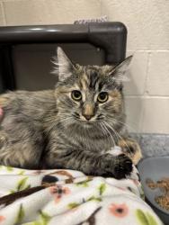 Shelter Stray Female Cat last seen Near S Pheasant View Dr, Layton, UT 84041, USA, 1422 E 600 N, Fruit Heights, UT 84037, USA
