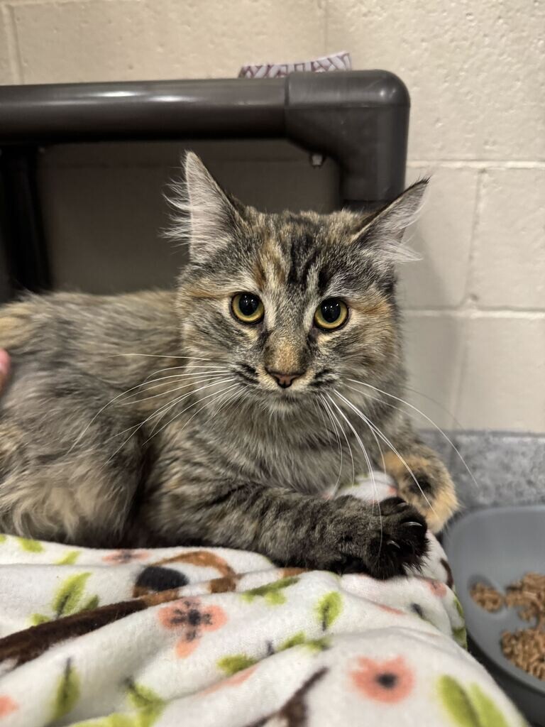 Shelter Stray Female Cat last seen Near S Pheasant View Dr, Layton, UT 84041, USA, 1422 E 600 N, Fruit Heights, UT 84037, USA