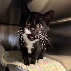 Shelter Stray Male Cat last seen Near 56th Ave N, Plymouth, MN 55446, USA, 11350 89th Ave N, Maple Grove, MN 55369, USA