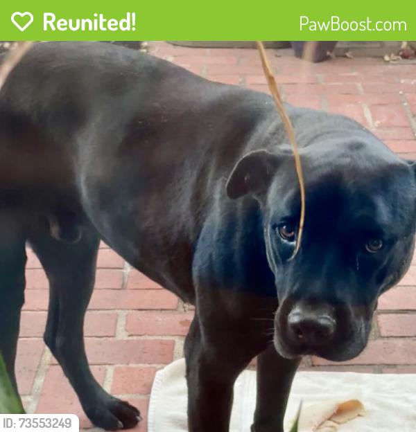 Reunited Male Dog last seen Sonora High School, Brea, CA 92821