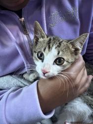 Found/Stray Female Cat last seen Park city mall, Lancaster, PA 17601
