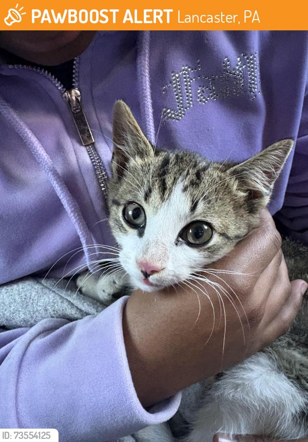 Found/Stray Female Cat last seen Park city mall, Lancaster, PA 17601