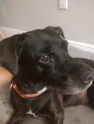 Reunited Female Dog last seen Near Landover Blvd, Spring Hill, FL 34609, USA, Spring Hill, FL 34609