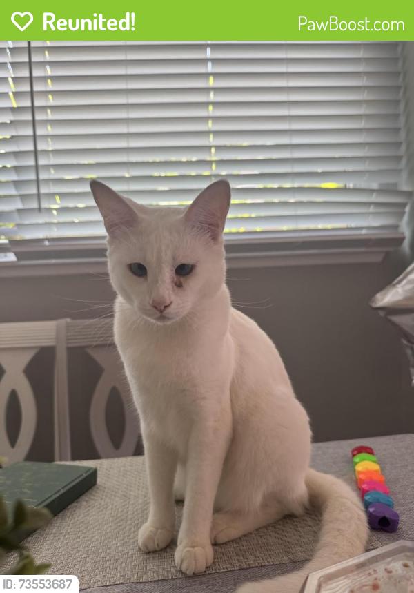Reunited Female Cat last seen brandon drive, Goleta, CA 93117