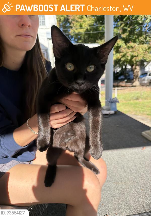 Found/Stray Female Cat last seen Montessori / University of Charleston, Charleston, WV 25304