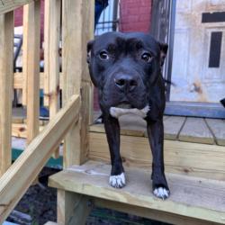 Found/Stray Male Dog last seen Between Trinidad and Montello, Florida Ave NE, DC 20417