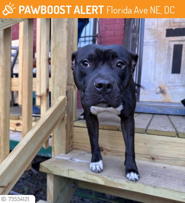 Found/Stray Male Dog last seen Between Trinidad and Montello, Florida Ave NE, DC 20417