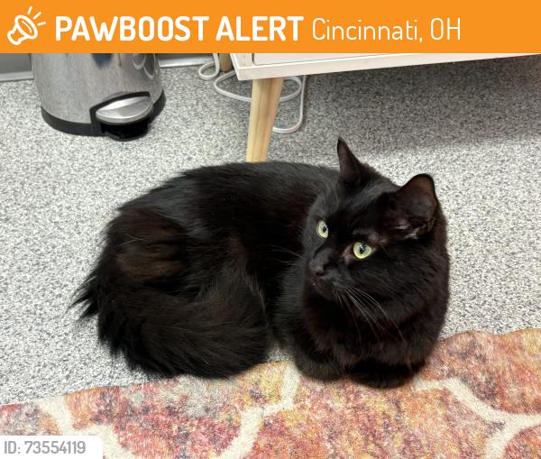 Found/Stray Male Cat last seen Wasson Way at the I-71 overpass, Cincinnati, OH 45208