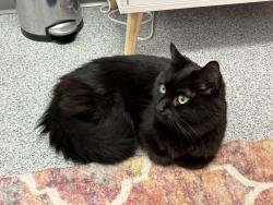 Found/Stray Male Cat last seen Wasson Way at the I-71 overpass, Cincinnati, OH 45208