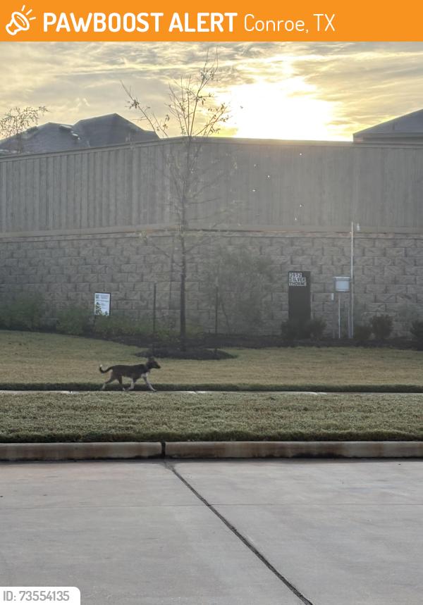 Found/Stray Male Dog last seen South side of Silverthorne neighborhood, Conroe, TX 77303