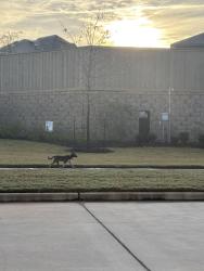 Found/Stray Male Dog last seen South side of Silverthorne neighborhood, Conroe, TX 77303