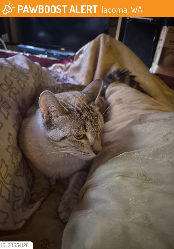 Found/Stray Female Cat last seen 72nd and pacific Ave near McDonalds, Tacoma, WA 98408