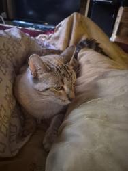 Found/Stray Female Cat last seen 72nd and pacific Ave near McDonalds, Tacoma, WA 98408
