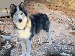 Lost Male Dog last seen Electra Ave, Las Cruces, NM 88012