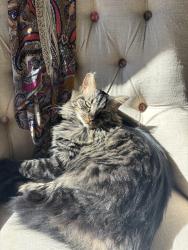 Reunited Male Cat last seen Addison Drive in Sherwood Forest Charlotte NC, Charlotte, NC 28211