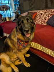 Lost Female Dog last seen Molesworth and Bartholows road, Mount Airy, MD 21771