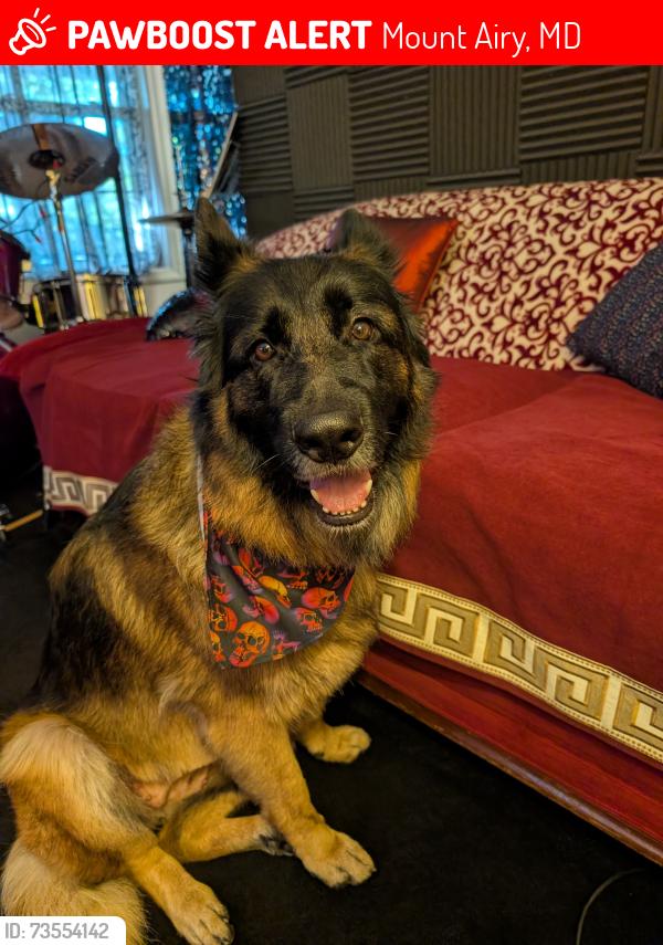 Lost Female Dog last seen Molesworth and Bartholows road, Mount Airy, MD 21771