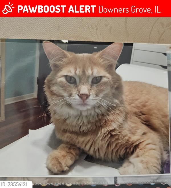 Lost Male Cat last seen Plymouth and Jefferson, Downers Grove, IL 60516