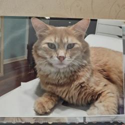 Lost Male Cat last seen Plymouth and Jefferson, Downers Grove, IL 60516