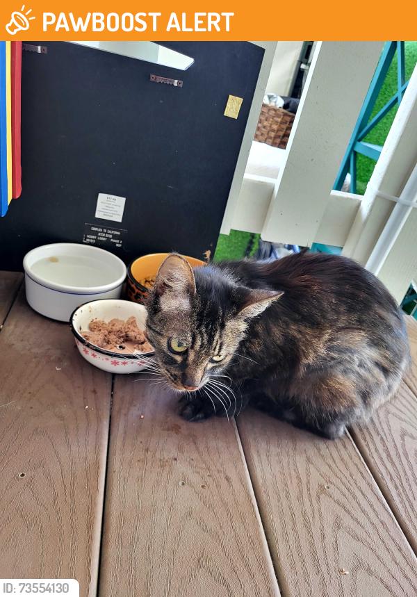 Found/Stray Unknown Cat last seen Garfield and huntington, Huntington Beach, CA 92648