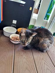 Found/Stray Unknown Cat last seen Garfield and huntington, Huntington Beach, CA 92648