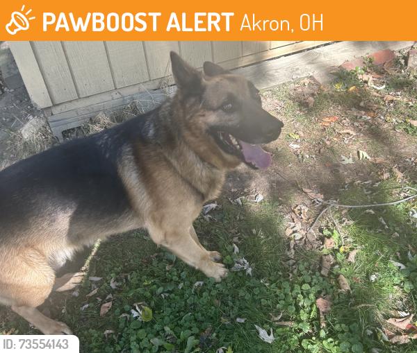 Found/Stray Male Dog last seen Moore and Firestone, Akron, OH 44301