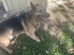 Found/Stray Male Dog last seen Moore and Firestone, Akron, OH 44301