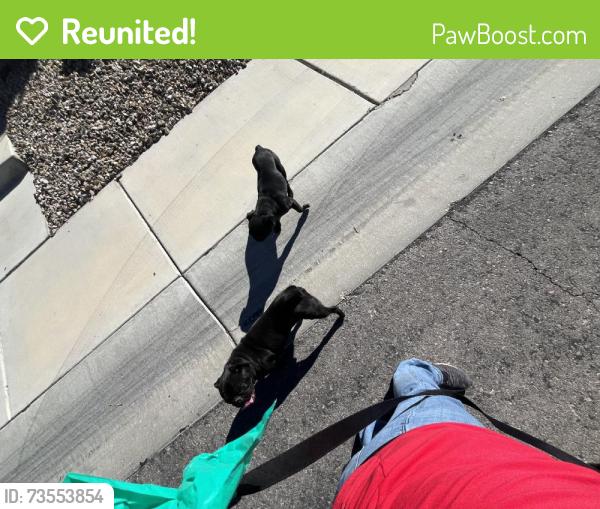 Reunited Male Dog last seen Hickory Post Ave, Hickory Post Ave,  89141