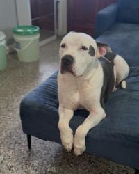 Reunited Male Dog last seen Avenue s se winter haven, Winter Haven, FL 33880