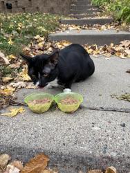 Found/Stray Unknown Cat last seen Stickney and Winona, Saint Paul, MN 55107