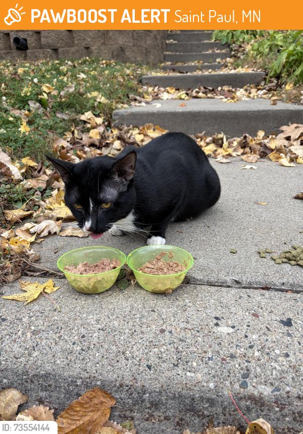 Found/Stray Unknown Cat last seen Stickney and Winona, Saint Paul, MN 55107
