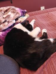 Reunited Male Cat last seen King and 85th, Happy Valley, OR 97086