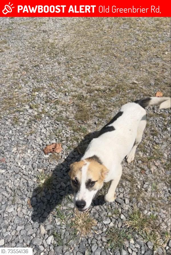 Lost Male Dog last seen old greenbrier road haysi virginia, Old Greenbrier Rd,  24656