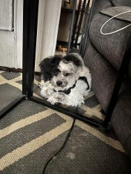Found/Stray Male Dog last seen 87th and Robinson st, Overland Park, KS 66212
